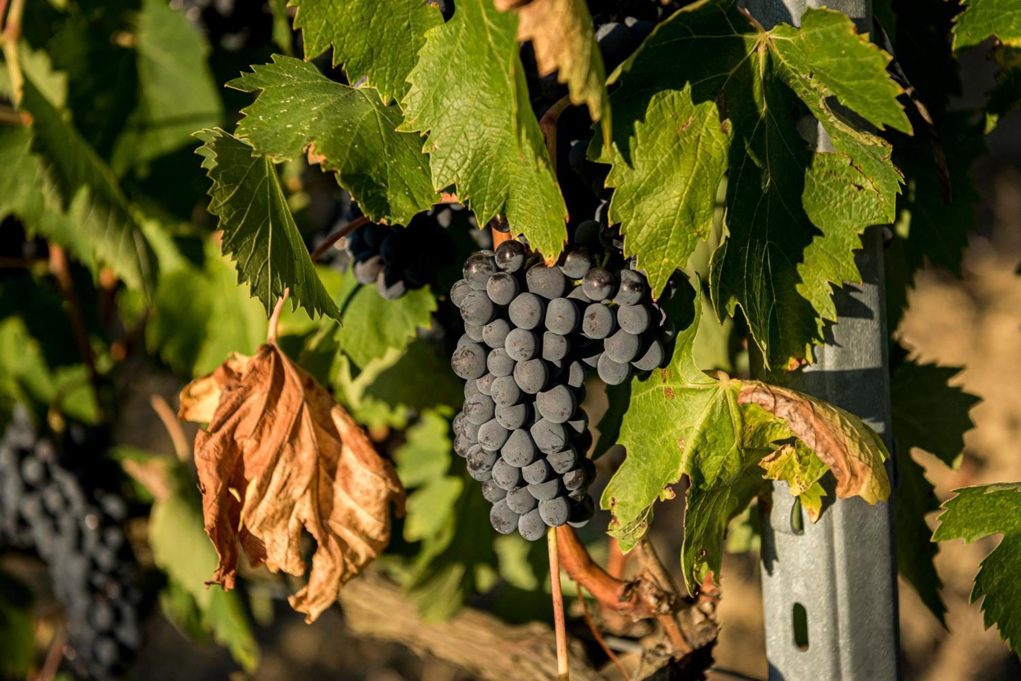 Agriturismo Le Tre Pietre - Podere Nel Chianti Quercegrossa Exterior photo